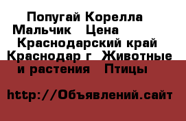 Попугай Корелла - Мальчик › Цена ­ 1 500 - Краснодарский край, Краснодар г. Животные и растения » Птицы   